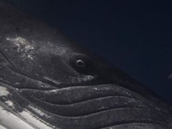 Jangan Dilihat! Karya Finalis Ocean Photography Awards Memukau Mata