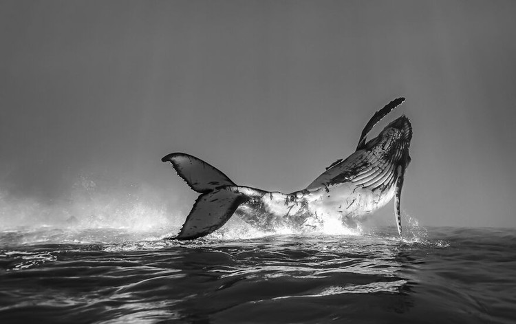 Ocean Photography Awards 2020