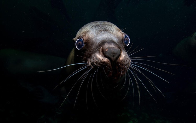 Ocean Photography Awards 2020 Ocean Photography Awards 2020