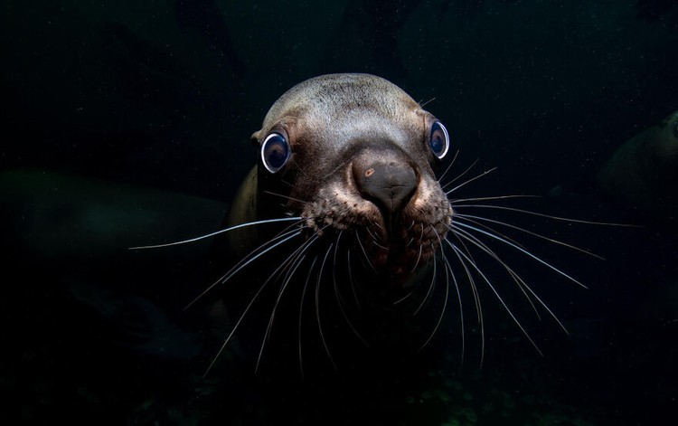 Ocean Photography Awards 2020