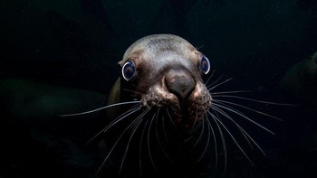 Karya nominator Community Choice Award Celia Kujala yang menampilkan singa laut di lepas pantai pulai Hornby, British Columbia. Foto: Ocean Photography Awards