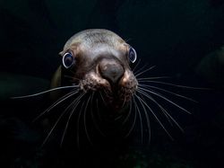 Jangan Dilihat! Karya Finalis Ocean Photography Awards Memukau Mata