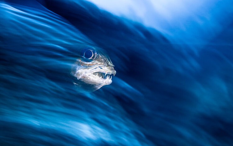 Ocean Photography Awards 2020