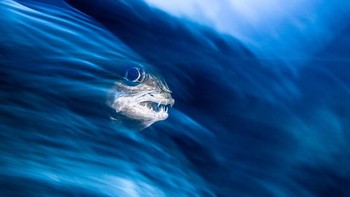 Karya nominator Collective Portfolio Award Henley Spiers.  Foto: Ocean Photography Awards