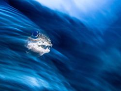 Jangan Dilihat! Karya Finalis Ocean Photography Awards Memukau Mata