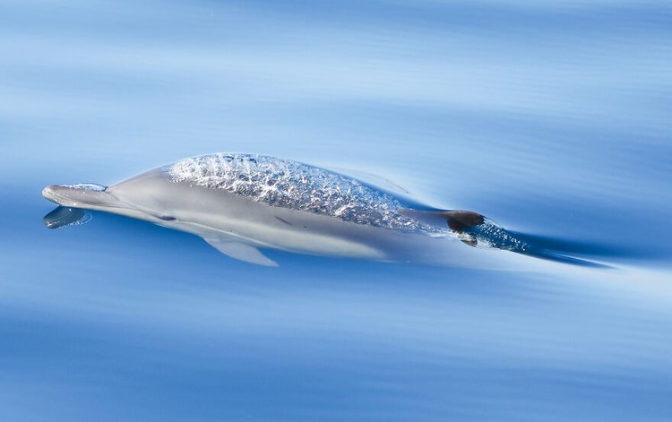 Ocean Photography Awards 2020 Ocean Photography Awards 2020