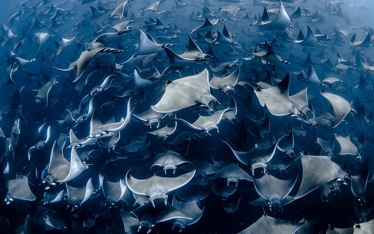 Ocean Photography Awards 2020