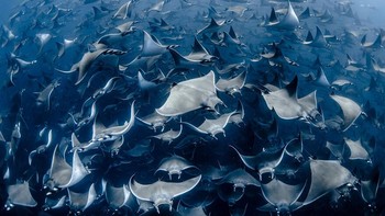 Karya nominator Collective Portfolio Nadia Aly. Foto: Ocean Photography Awards