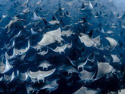 Jangan Dilihat! Karya Finalis Ocean Photography Awards Memukau Mata