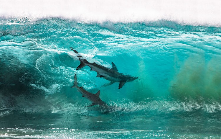 Ocean Photography Awards 2020 Ocean Photography Awards 2020