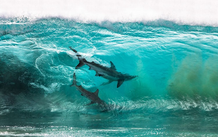 Ocean Photography Awards 2020