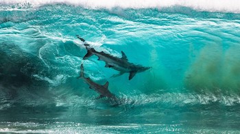 Karya nominator Adventure Photographer of The Year Sean Scott yang mengabadikan dua hiu berselancar di ombak Red Bluff, Quobba Station, Australia Barat.  Foto: Ocean Photography Awards