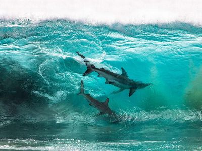 Jangan Dilihat! Karya Finalis Ocean Photography Awards Memukau Mata