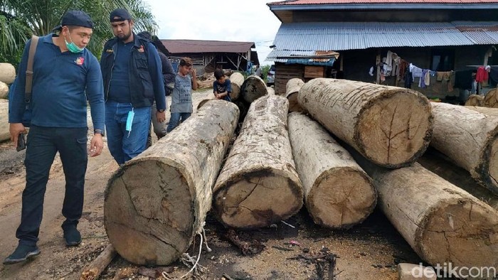 Tim Gabungan Polda Riau bersama Kementerian Lingkungan Hidup dan Kehutanan wilayah Sumatera mengamankan ratusan kayu hasil ilegal logging di Kampar Riau.