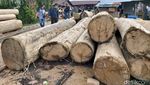 Foto: Ratusan Kayu Ilegal Diamankan di Kampar Riau