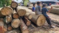Sedikitnya ratusan kayu ilegal ditemukan dalam bentuk yang bertumpuk-tumpuk di lokasi sawmil yang kedapatan menampung kayu ilegal.