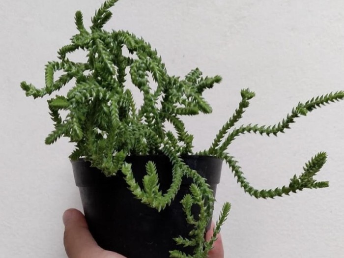 Tanaman hias sukulen Succulent in the geometry glass terrarium