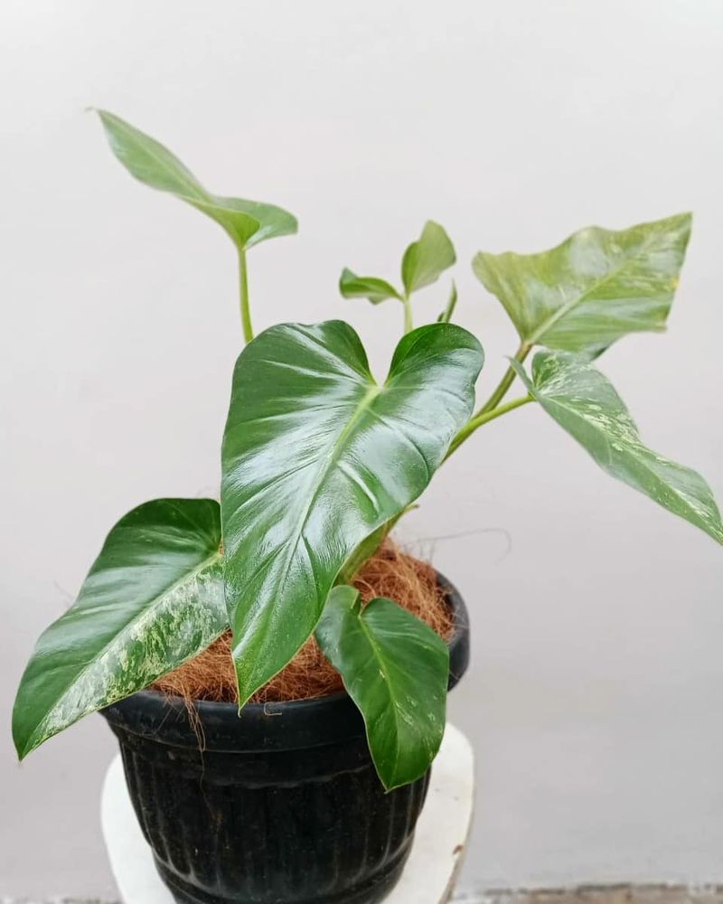 Jenis tanaman hias Philodendron