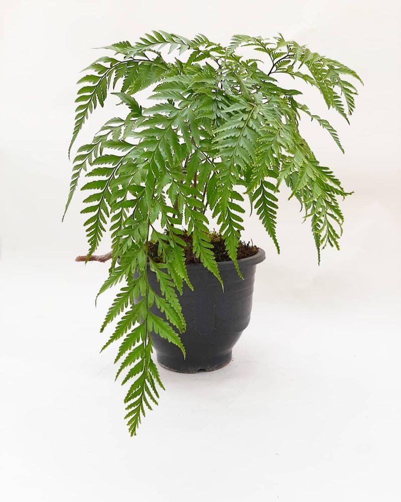 Jenis tanaman hias pakis-pakisan