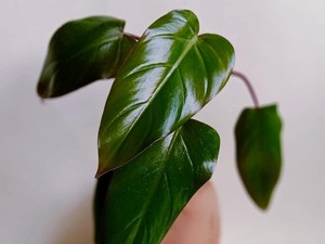 7 Tanaman Hias Termahal 2020 di Indonesia, Harganya Bikin Emosi