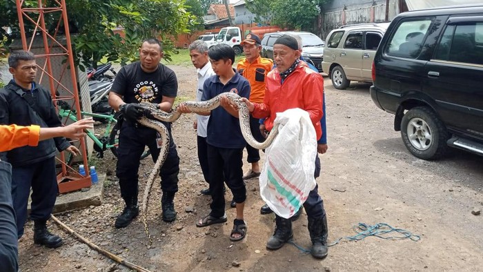 Ular Sanca di Kantor BPBD Cianjur
