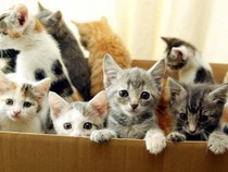 Banyak Bayi Bisa Dilahirkan Hewan, Apakah Berarti Kembar?
