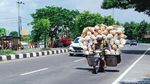 Bahaya, Motor Ini Angkut 43 Bal Kerupuk di Jalan Yogya-Solo
