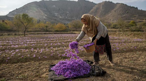 Bunga di Kashmir. (AP/Dar Yasin)