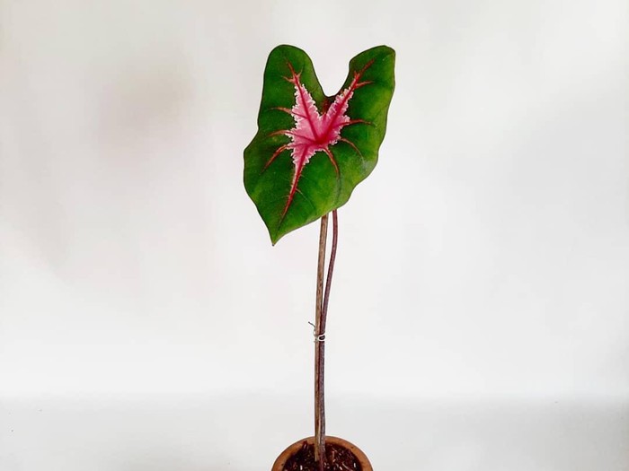 Jenis Caladium Ace of Heart. Foto: Dok. Instagram @airy_garden_official. Jenis Caladium Ace of Heart. Foto: Dok. Instagram @airy_garden_official.