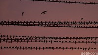 Fenomena migrasi burung layang-layang api mulai terlihat di langit-langit kota Yogyakarta sejak awal bulan November 2020.
