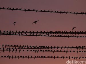 Benarkah Burung yang Bertengger di Kabel Listrik Tidak Kesetrum? Ini Faktanya