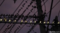 Beberapa terlihat hinggap di kabel listrik.