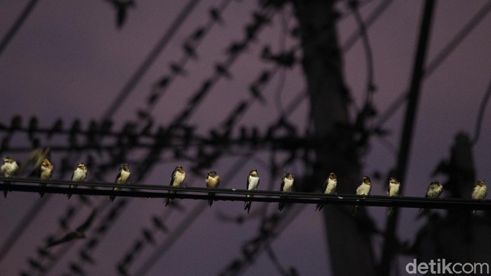Ribuan burung layang-layang api beterbangan dan bertengger di kabel listrik di kawasan simpang empat Jalan Suryotomo, Yogyakarta.