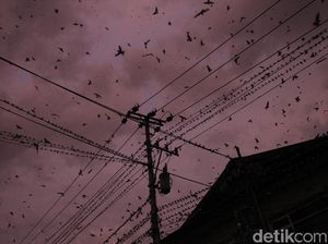 Berapa Lama Burung Bisa Terbang Tanpa Mendarat? Jawabannya di Luar Nurul