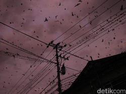 Berapa Lama Burung Bisa Terbang Tanpa Mendarat? Jawabannya di Luar Nurul