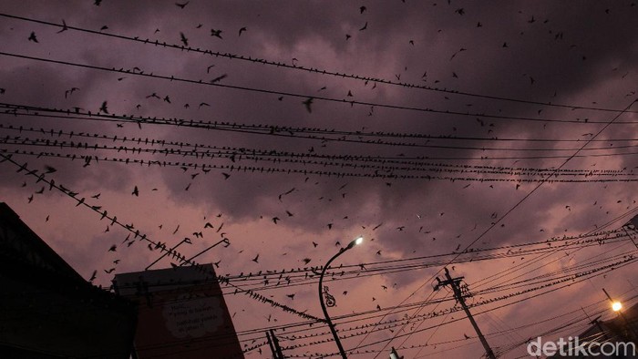 Fenomena Migrasi Ribuan Burung di Yogyakarta Ribuan burung layang-layang api beterbangan dan bertengger di kabel listrik di kawasan simpang empat Jalan Suryotomo, Yogyakarta.