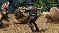 Akun bernama Things that are not aesthetic membagikan beberapa gambar di Facebook tentang Jurassic Park. Dia mengganti dinosaurus menjadi musang. (Things that are not aesthetic/Facebook)