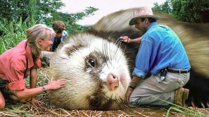 jurassic park jadi musang