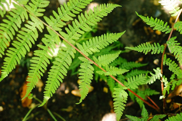 Athyrium Niponicum Lady in Red. Close-up of graceful green fronds of elegant fern on striking red stems.