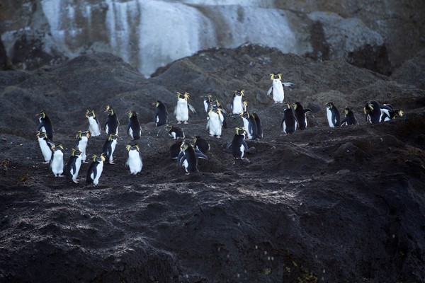 Kepulauan Tristan de Cunha ini adalah rumah bagi banyak spesies unik, ada paus sikat selatan dan anak-anaknya, paus paruh gembala yang sulit ditangkap, hiu sevengill, elang laut hidung biru yang terancam secara global, dan burung petrel Atlantik. Di sini juga ada 80% populasi anjing laut berbulu Antartika dan habitat bagi 90% populasi penguin rockhopper utara (Foto: iStock)