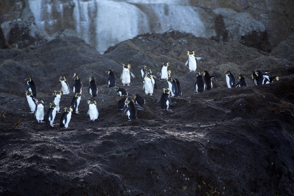 Kepulauan Tristan de Cunha ini adalah rumah bagi banyak spesies unik, ada paus sikat selatan dan anak-anaknya, paus paruh gembala yang sulit ditangkap, hiu sevengill, elang laut hidung biru yang terancam secara global, dan burung petrel Atlantik. Di sini juga ada 80% populasi anjing laut berbulu Antartika dan habitat bagi 90% populasi penguin rockhopper utara (Foto: iStock) Kepulauan Tristan de Cunha ini adalah rumah bagi banyak spesies unik, ada paus sikat selatan dan anak-anaknya, paus paruh gembala yang sulit ditangkap, hiu sevengill, elang laut hidung biru yang terancam secara global, dan burung petrel Atlantik. Di sini juga ada 80% populasi anjing laut berbulu Antartika dan habitat bagi 90% populasi penguin rockhopper utara (Foto: iStock)