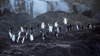 Kepulauan Tristan de Cunha ini adalah rumah bagi banyak spesies unik, ada paus sikat selatan dan anak-anaknya, paus paruh gembala yang sulit ditangkap, hiu sevengill, elang laut hidung biru yang terancam secara global, dan burung petrel Atlantik. Di sini juga ada 80% populasi anjing laut berbulu Antartika dan habitat bagi 90% populasi penguin rockhopper utara (Foto: iStock)