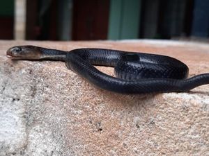 Waspada Musim Telur Ular Menetas, Warga Ciputat Temukan Anak Kobra di Dapur