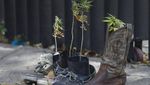Dukung Legalitas Ganja, Aktivis Tanam Ganja di Depan Gedung Senat Meksiko