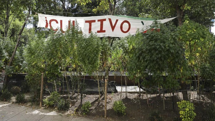 Dukung Legalitas Ganja, Aktivis Tanam Ganja di Depan Gedung Senat Meksiko Marijuana plants grow at a makeshift camp outside of the Senate building in Mexico City, Thursday, Nov. 19, 2020. Mexican marijuana activists have been camping outside the Senate since February of this year, growing a crop of marijuana plants and smoking it as a way to pressure the government into legalizing recreational cannabis. (AP Photo/Eduardo Verdugo)