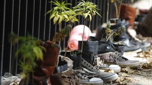 Dukung Legalitas Ganja, Aktivis Tanam Ganja di Depan Gedung Senat Meksiko