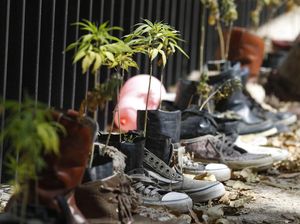 Dukung Legalitas Ganja, Aktivis Tanam Ganja di Depan Gedung Senat Meksiko