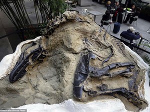 Fosil Super Langka Abadikan Duel Maut T-Rex dan Triceratops