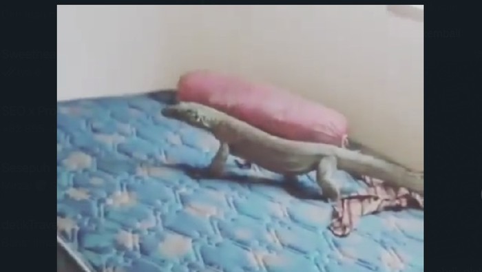 Komodo di atas kasur
