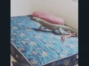 Heboh Ada Komodo di Atas Kasur Ranger Pulau Rinca